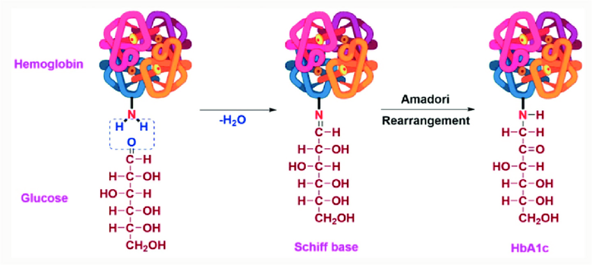 Formation of HbA1c from haemoglobin exposed to glucose
